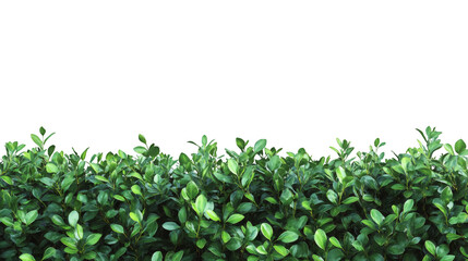 Poster - Seamless realistic hedge on transparent background, perfect for architectural visualization or any kind of project needing some greenery