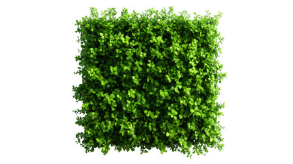 Poster - Green square hedge viewed from above, trimmed precisely with compact foliage, showcasing uniform shape against transparent background