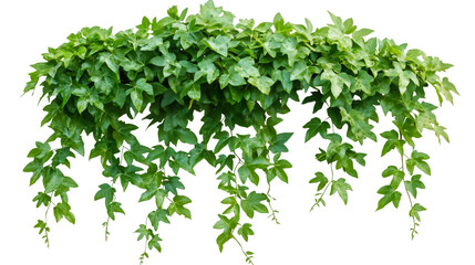 Poster - Lush green ivy cascading down creates a vibrant natural border against a transparent background, enhancing any design project