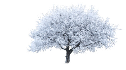Poster - Snow-covered tree isolated on transparent background, perfect for winter and christmas projects