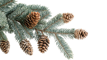 Poster - Snowy pine branch with frosted pine cones hanging, winter holiday seasonal decorative element against transparent backdrop