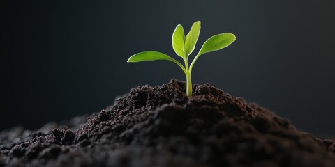 Aufkleber - Regenerative Growth Visualization Macro Seedling Emergence in Sustainable Agriculture - Eco-Innovation and Climate Resilience Branding Imagery