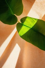 Aufkleber - Botanical Minimalism Sunlit Tropical Leaf Shadows Creating Serene Design Aesthetic - Modern Wellness and Sustainable Lifestyle Inspiration