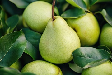 Poster - Freshly harvested green pears nestled among vibrant leaves in an orchard during late summer season