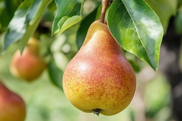 Poster - Juicy pears hanging on branches in a sunny orchard during the harvest season
