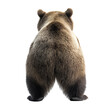 © Mariam - a back view of a short-faced bear on a white solid background