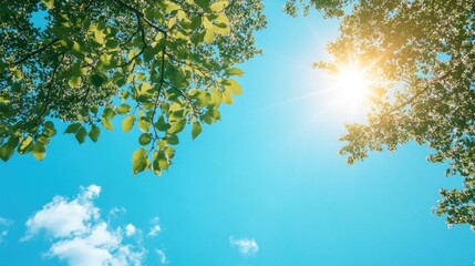 Aufkleber - The bright sun and green leaves are shining through the blue sky