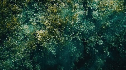 Poster - Overlooking Dense Green Foliage of Various Shades with Lights
