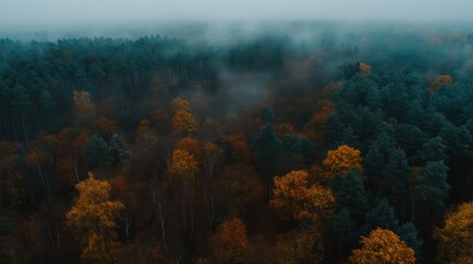 Poster - Aerial perspective showcases diverse trees amidst dense foggy forest scenery