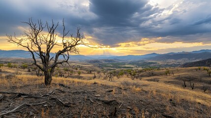 Poster - Dramatic landscape features a tree under a stormy sky during the sunset