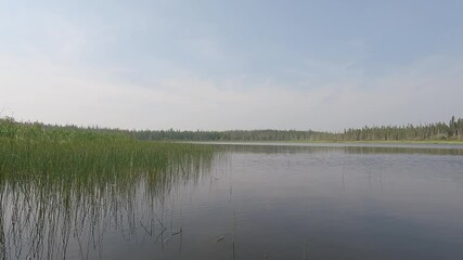 Wall Mural - Point of view from a canoe while paddling a northern river next to reeds and lily pads
