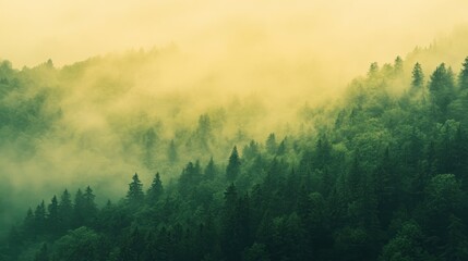 Poster - Dense green forest with thick fog covering the mountain tops