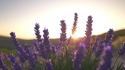 Poster - Beautiful Lavender Flowers Silhouetted Against The Setting Sun