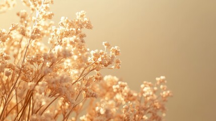 Poster - Golden Flowers with Soft Light in a Cream Colored Background