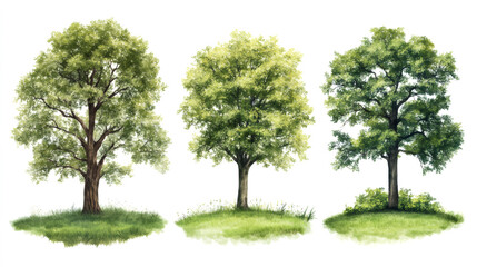 Poster - Watercolor rendering depicting three verdant trees growing on grassy patches, set against pristine white background
