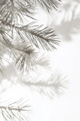 Wall Mural - monochrome pine branch and shadow on white background.