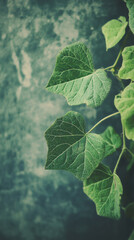 Poster - Green vine leaves spreading against weathered wall, emphasizing natural texture and verdant growth in sunlit detail