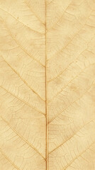 Poster - Dried beige leaf revealing intricate veining, showcasing delicate natural texture and autumn's subtle botanical elegance