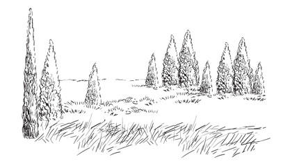 Hand drawing landscape evergreen trees vector illustration