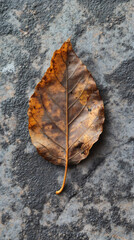 Poster - Close-up of a fallen brown leaf lying on a gray stone surface, showcasing the textures and colors of autumn