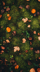 Poster - Autumn foliage contrasting richly with emerald moss, revealing seasonal woodland texture and depth