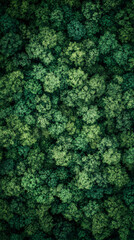 Poster - Aerial perspective revealing dense forest canopy, intricate green foliage patterns stretching across verdant woodland landscape