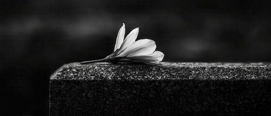 Poster - A single leaf is on a stone