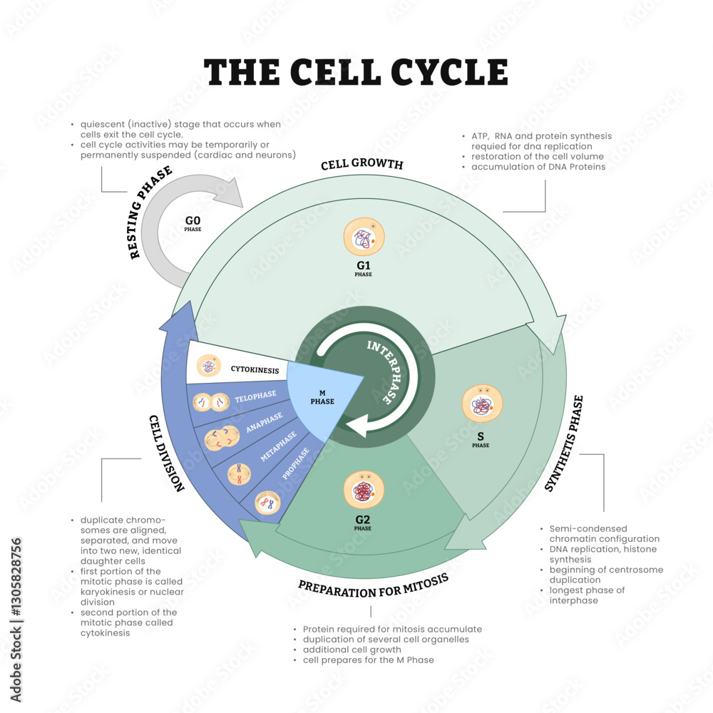 Thee cell cycle diagram process, growth, mitosis, synthesis and ...