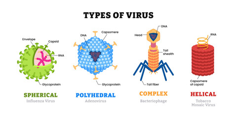 Different types of virus structure anatomy, medical science educational poster design, labeled Helical, polyhedral, spherical and complex structure models, capsid, RNA, DNA, tail, glycoprotein.