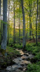 Poster - Serene European Forest Scene at Sunrise with Gentle Stream and Lush Green Foliage