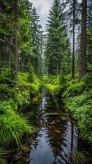 Poster - Serene Scene of a European Forest with Tall Trees and Reflecting Stream