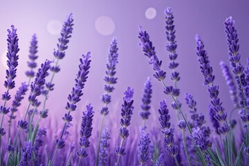 Poster - lavender gradient background for stunning product presentation