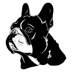 Poster - collection portrait bulldog dog bulldog illustration silhouette vector