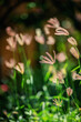 © oriolegin11 - Floral landscape made in sunny valley