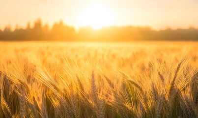 Poster - ahmadwahyuutomo776@gmail.com A serene sunrise view of a golden wheat field with gentle wind movement.