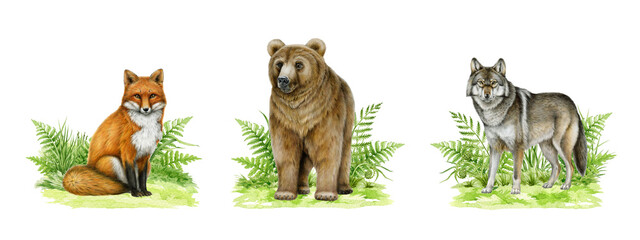 Forest wild animals on grassy ground painted illustration set. Hand drawn vintage style watercolor illustration. Grey wolf, grizzly bear, red fox forest animal on green grassy ground collection
