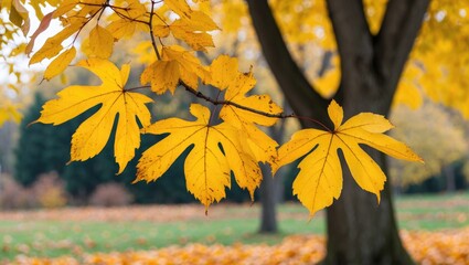 Poster - Vibrant yellow autumn leaves on a tree branch showcasing the beauty of seasonal change in a serene natural setting