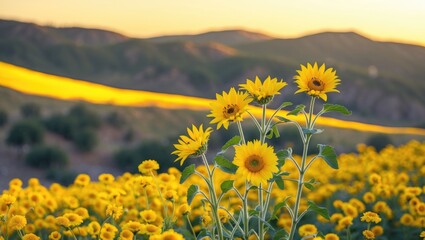 Poster - Vibrant field of Mexican sunflowers (Tithonia diversifolia) under warm yellow light with rolling hills in the background during sunset.