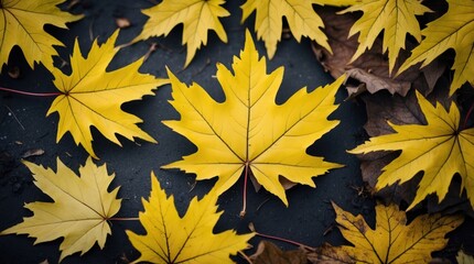 Poster - Vibrant yellow maple leaves scattered on a dark background showcasing autumn's beauty and seasonal change in nature.
