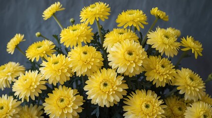 Poster - Vibrant yellow chrysanthemums in full bloom showcasing their lush petals and green foliage against a softly textured background.
