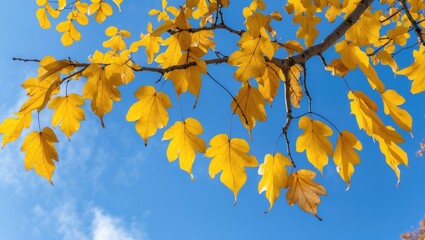 Poster - Vibrant yellow autumn leaves on a tree branch against a clear blue sky capturing the essence of a crisp October day