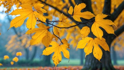 Poster - Vibrant yellow autumn leaves showcasing the beauty of fall foliage in a serene natural setting with blurred background.