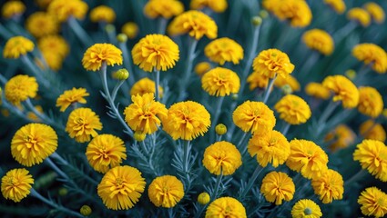 Poster - Vibrant close-up of yellow marigold flowers creating a cheerful and vivid abstract background for nature-themed designs and projects.