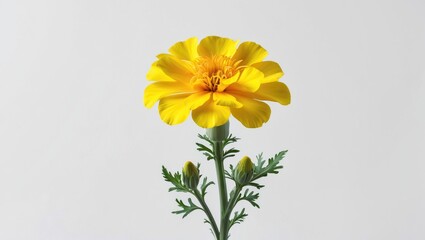 Poster - Bright marigold flower with lush green leaves isolated on white background showcasing natural beauty and vibrant colors for various designs.
