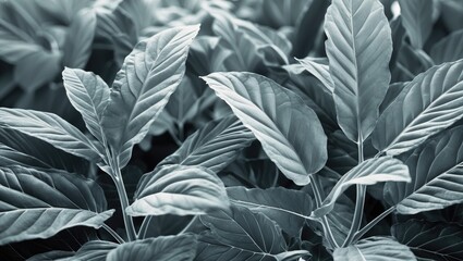 Poster - X-ray style monochrome image of lush green leaves ideal for backgrounds and wallpapers showcasing intricate details and textures.