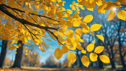 Poster - Vibrant yellow leaves on a tree branch illuminated by sunlight in a serene autumn landscape with a clear blue sky.