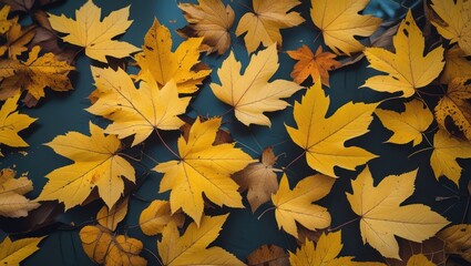 Poster - Vibrant autumn foliage with scattered yellow and brown leaves on a dark surface capturing the essence of fall's natural beauty.