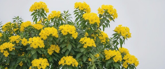 Poster - vibrant yellow lantana camara flower bush against neutral background with space for creative text pl