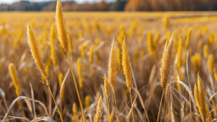 Poster - Golden autumn grass in a field at sunset showcasing high dry grass and vibrant colors of fall nature in a serene landscape.