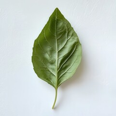 Poster - Fresh basil leaf on a light background showcasing vibrant green color and smooth surface